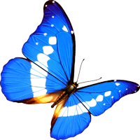 File:Outdated-butterfly.gif