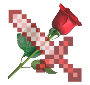 File:Rosey.webp