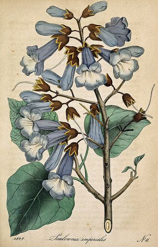 File:Empress Tree.png