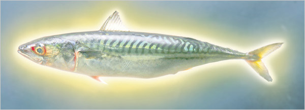 File:Holyfish.jpg