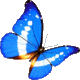Outdated-butterfly.gif