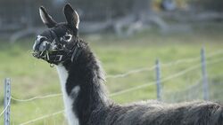 18New-Llama2.jpg