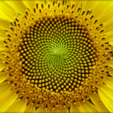 SunflowerGR.png