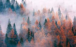 Forest-trees-fog-autumn 1920x1200.jpg
