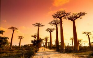 Madagascar baobab.jpg