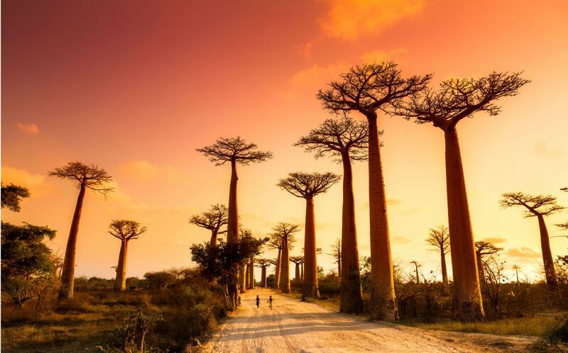 File:Madagascar baobab.jpg